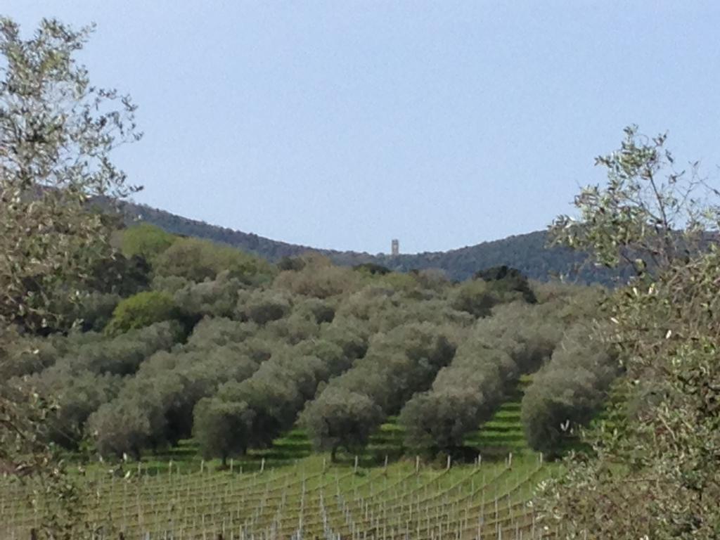 אלברזה Podere Oslavia Az.Agr.Bio Giannini מראה חיצוני תמונה