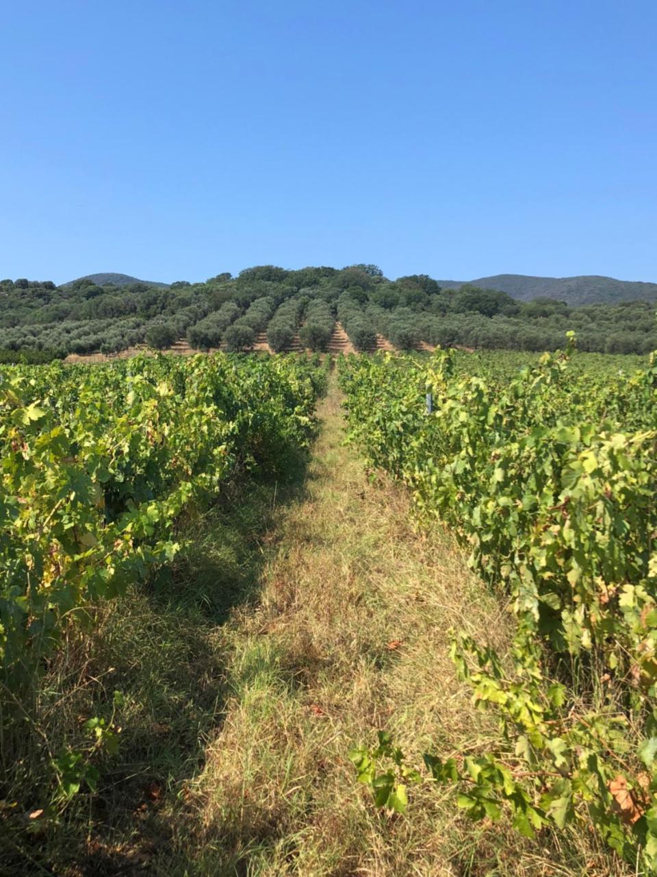 אלברזה Podere Oslavia Az.Agr.Bio Giannini מראה חיצוני תמונה